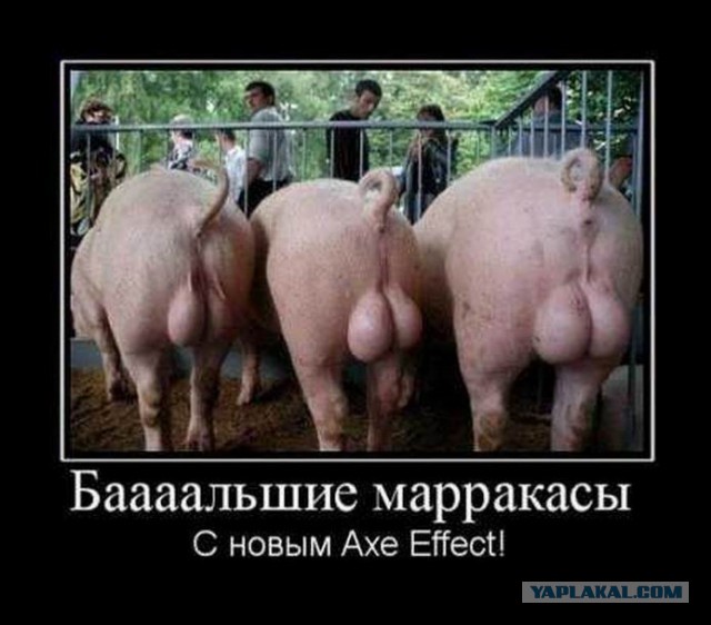 Демотиваторы.