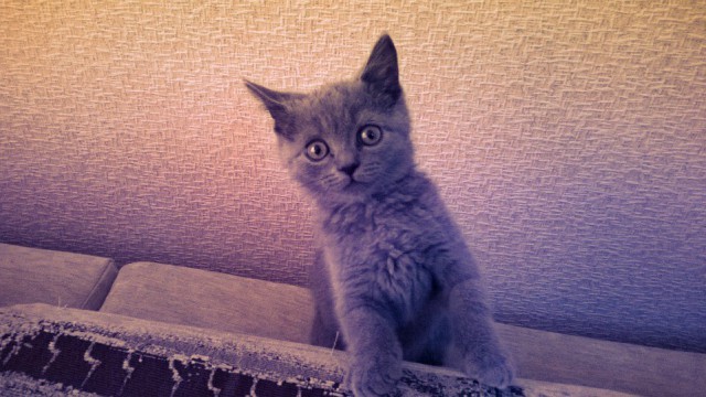 Котовторник   15.04.2014