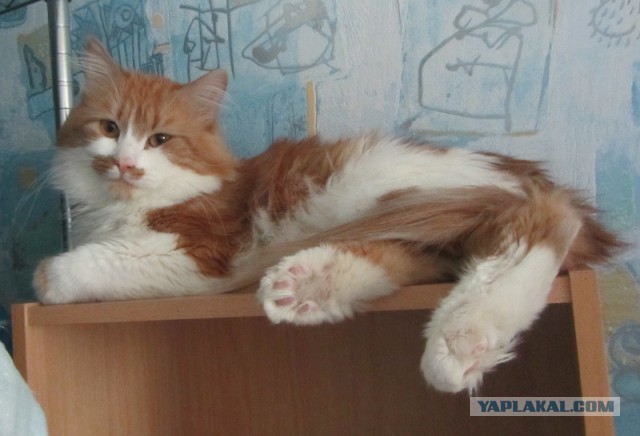 Котовторник 20.05.2014