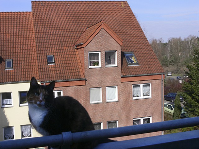 Котовторник 27.5.2014