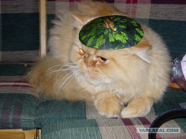 Котовторник 01.07.2014