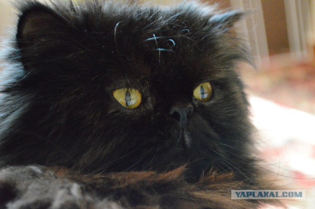 Котовторник 12.08.2014