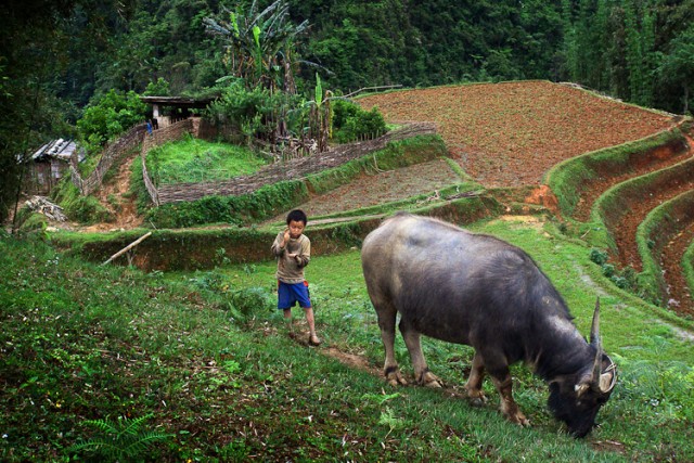 Мальчик и бык