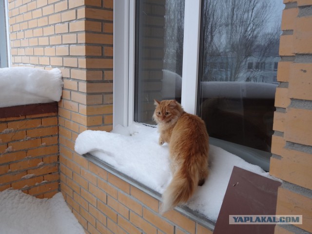 Котовторник 20.01.2015