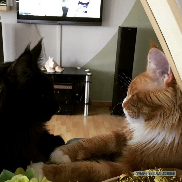 Котовторник