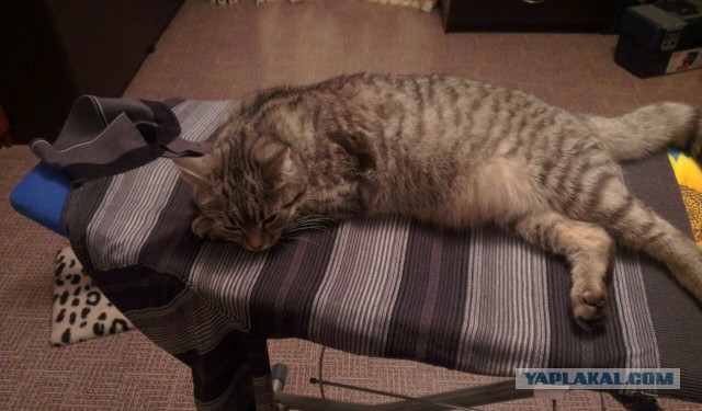 Котовторник