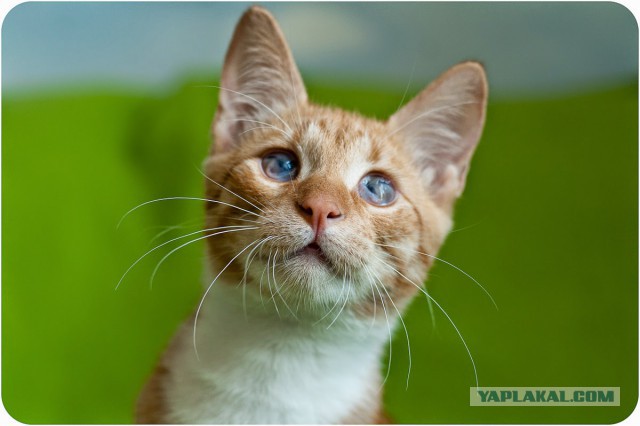 Котовторник