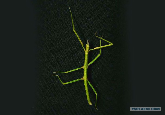 Он прикрывает кольцо или пугает соперников?