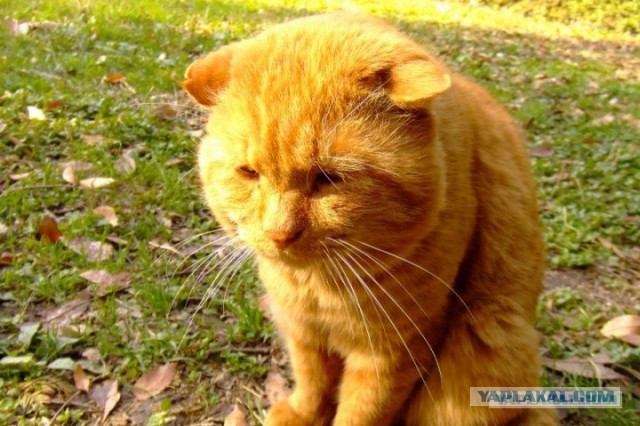 Котю огорчили! За ЧТОООО?