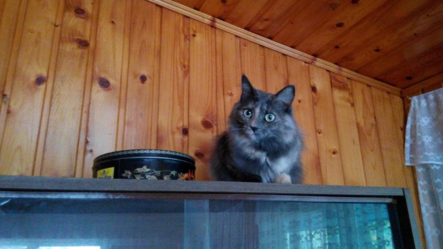 Про Тучку, которая стала Дымкой