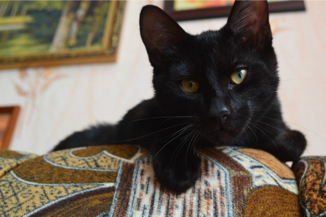 Котовторник 7.07.2015