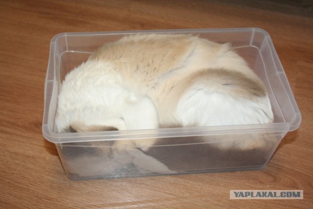 Котовторник 14.07.2015