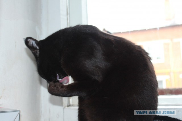 Котовторник  21.07.2015