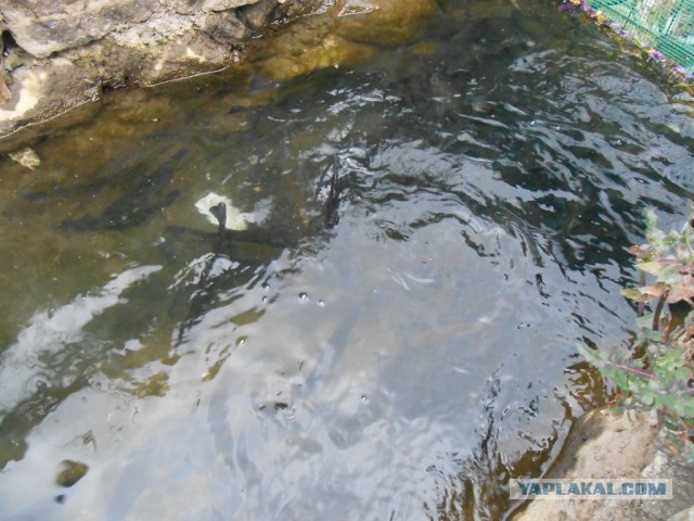 Рыбная ферма. Эквадор