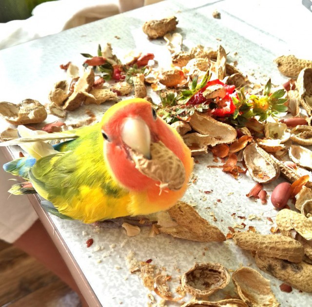 Мои Неразлучники