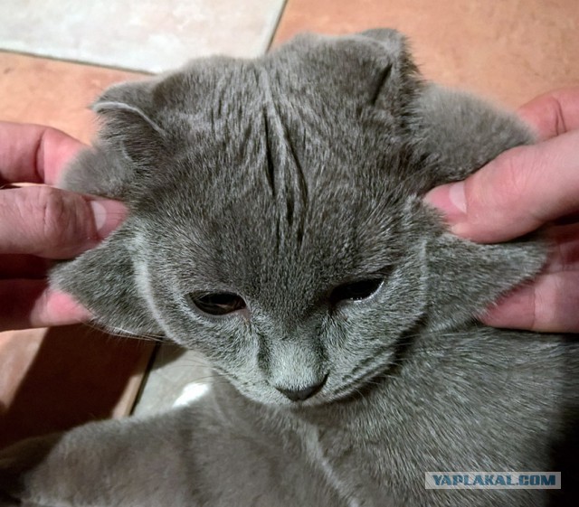 Котовторник 16.02.16
