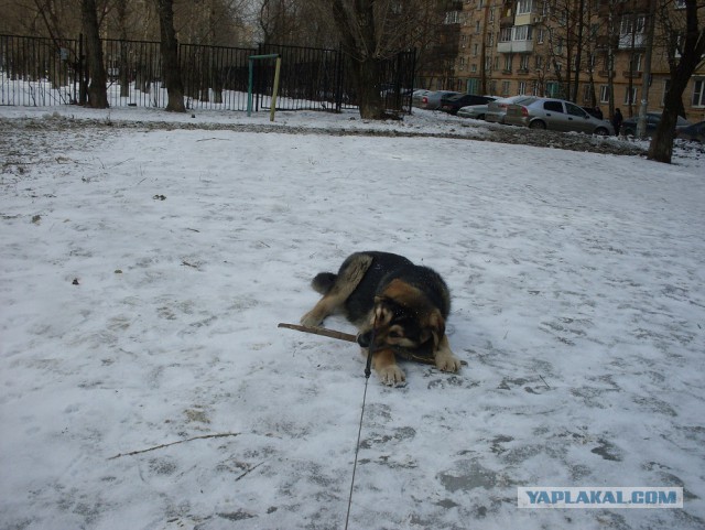 Посоны, я завёл себе друга