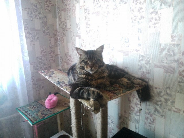 Котовторник 29.03.2016