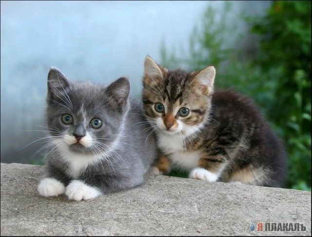 Вторничный котомёт!