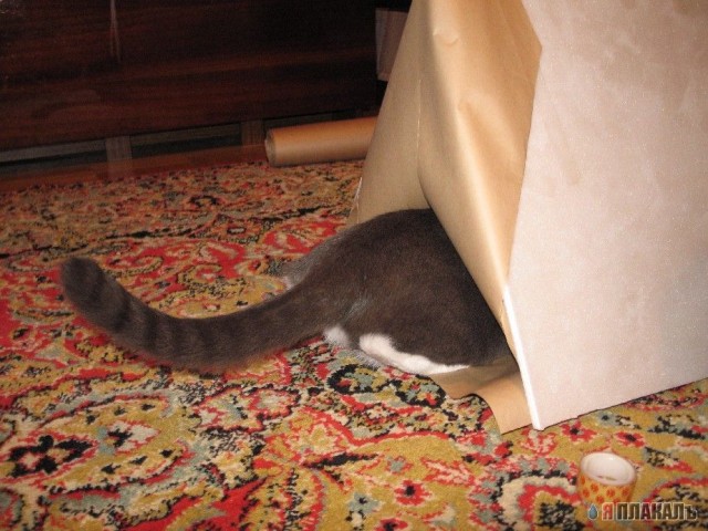Коты проспали котовторник