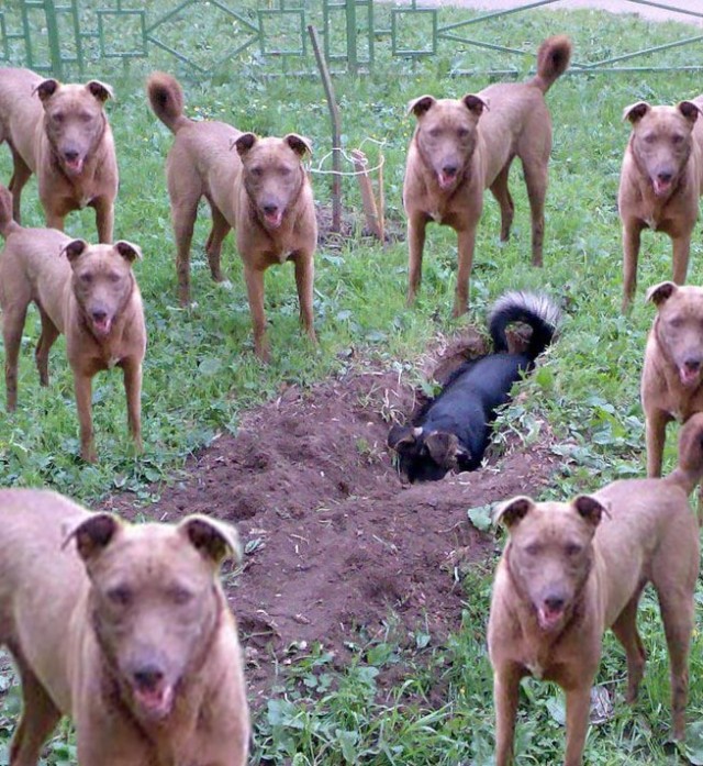 Фотожаба: да здесь где-то недалеко!