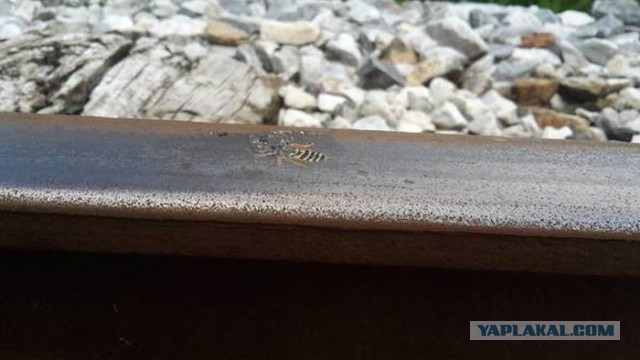 Дети в Приморье пустили под откос головной вагон электрички с пассажирами