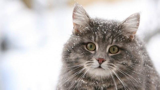 Котовторник 07.02.2017