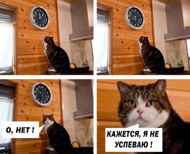 Коты и Кошки