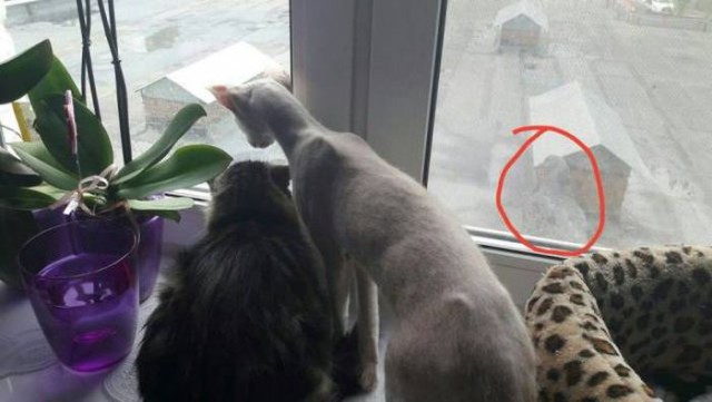 Коты и Кошки