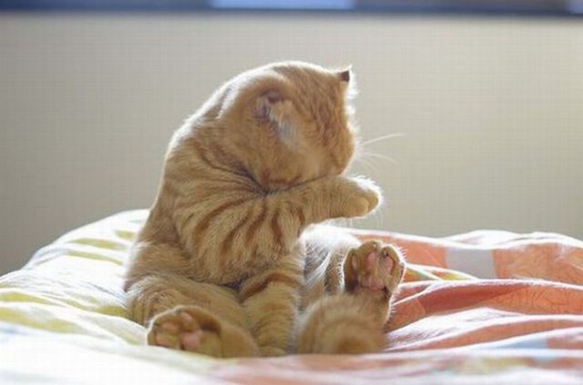 Коты и Кошки