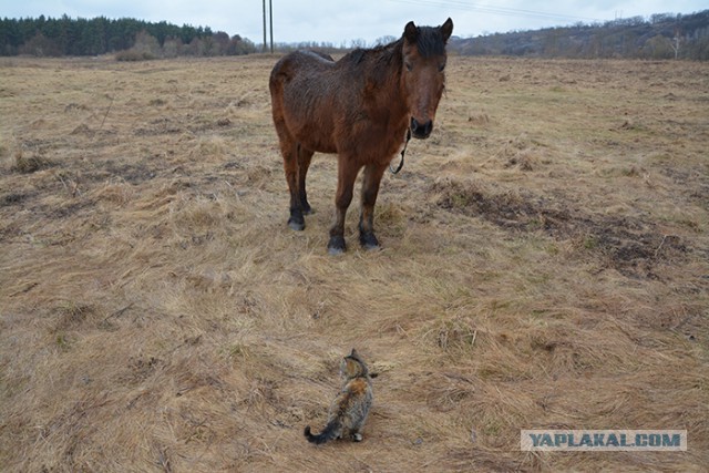 Страшнее кошки зверя нет