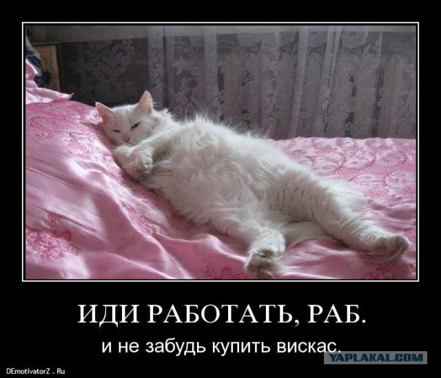 Кажется, я стал котовладельцем