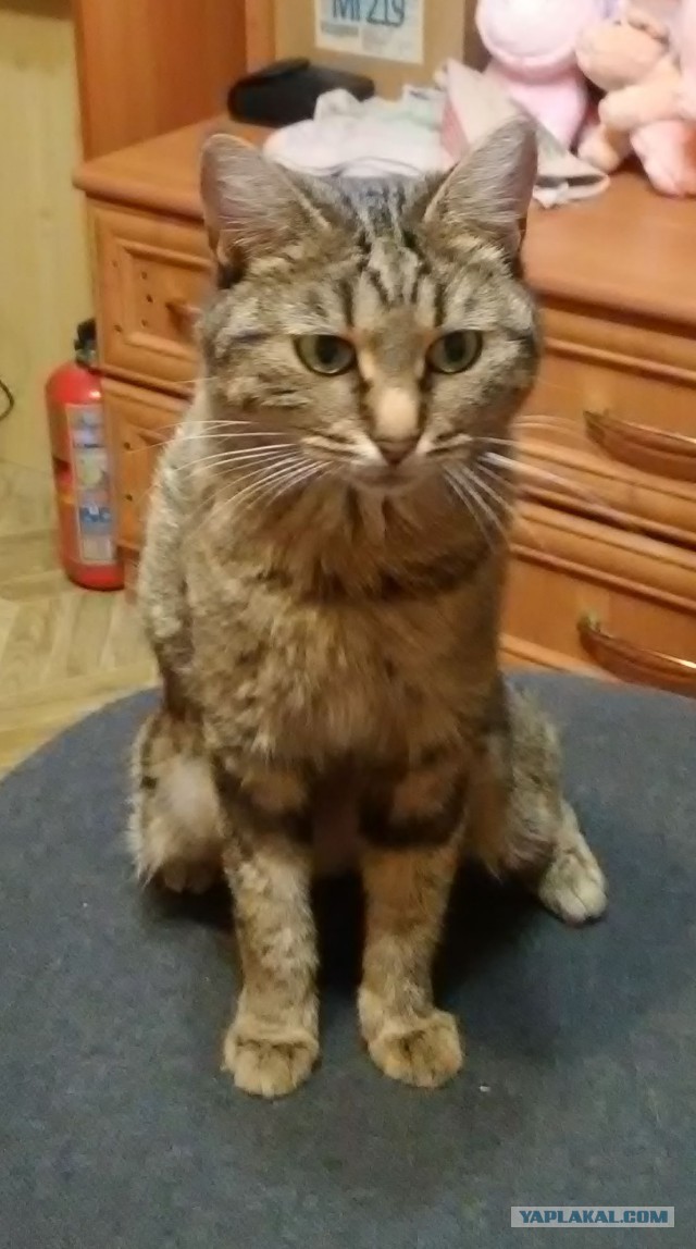 Пончик и солнце.