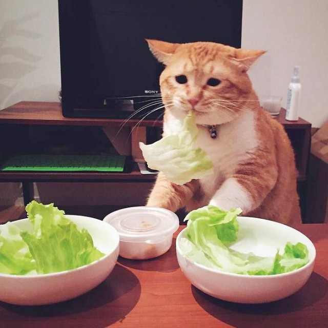 Коты и Кошки