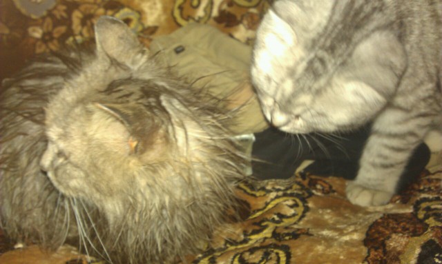 Котовторник  23.01.2018