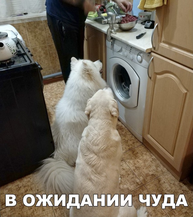 Нестандартный юмор