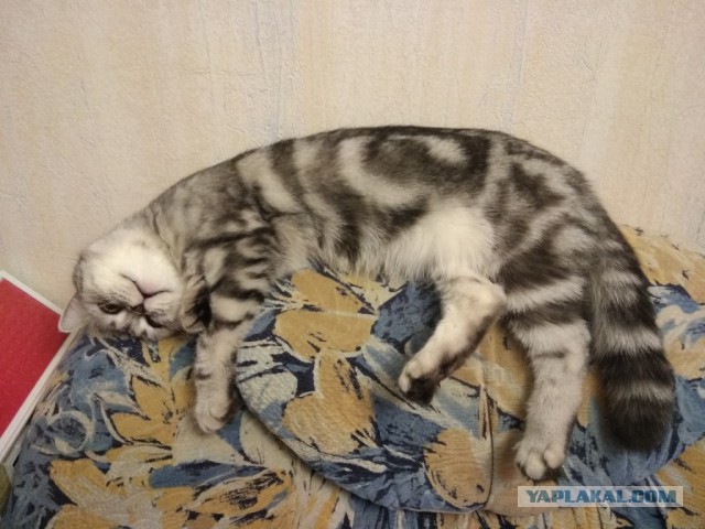 Котовторник 05.06.2018