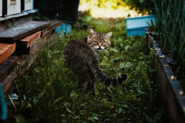 Прикольных котов пост