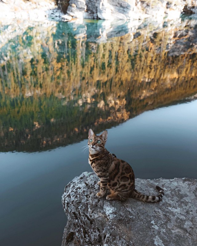 Прикольных котов пост
