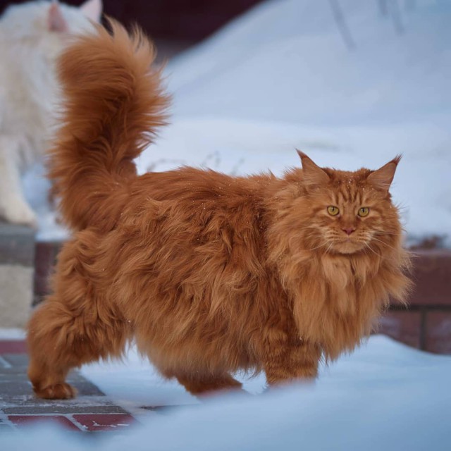 Прикольных котов пост