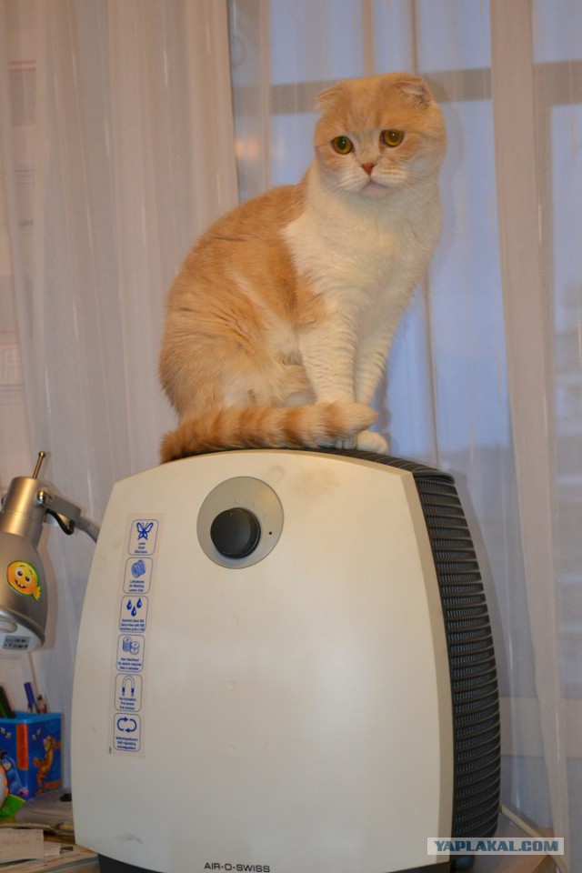 Котовторник 14.08.2018