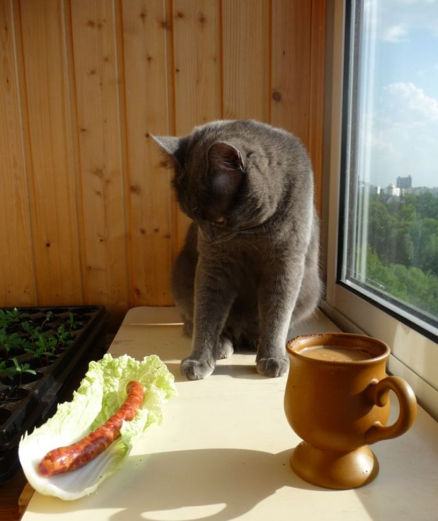 Котовторник