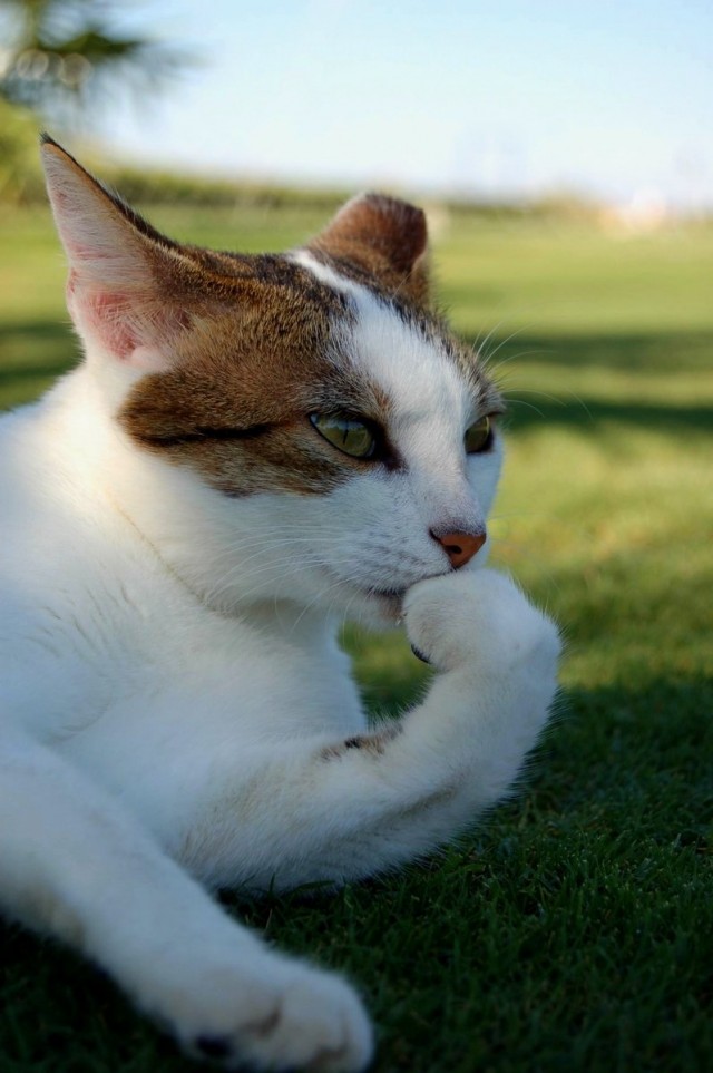 Котовторник на середину июня