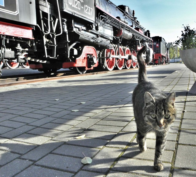 Котовторник 1.11.11