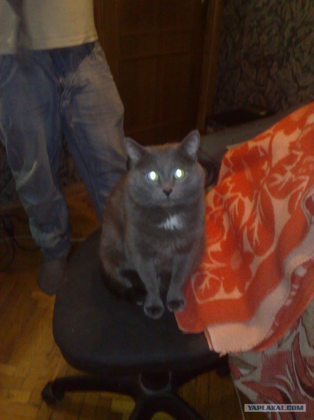 Котовторник 06.12.2011
