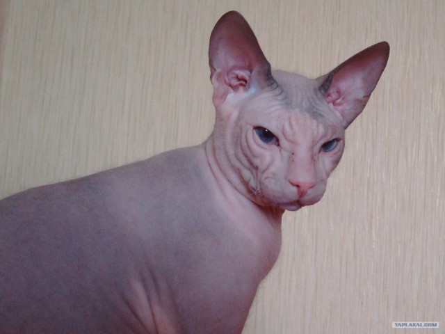 КОТОВТОРНИК (6.03.2012)