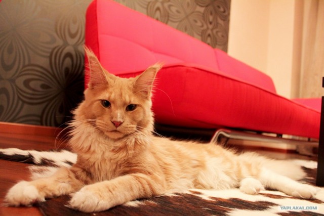 Котовторник 10.04.2012