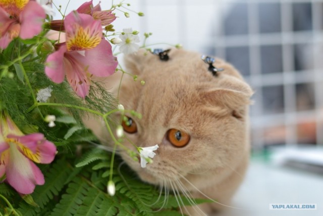 Котовторник   5.06.2012