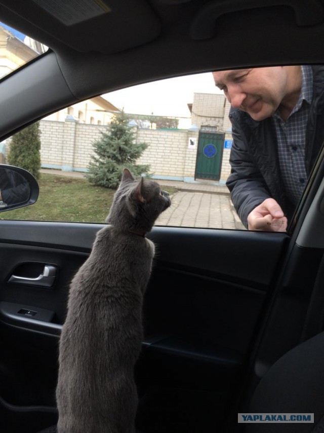 Подборка картинок с котами и про котов