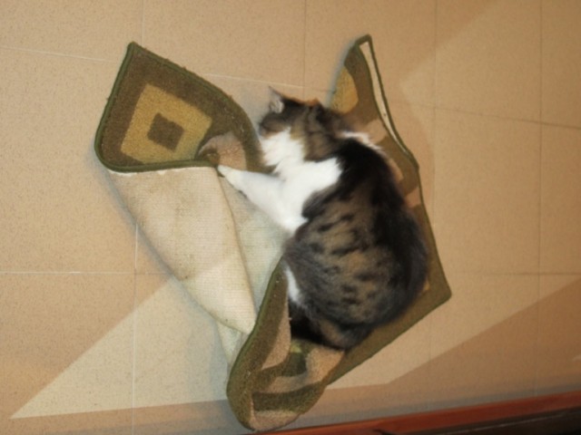 Котовторник  4.09.12